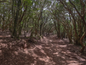 Parque rural de Anaga - Spagna