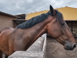 Xanadú - Hípico - Spanien