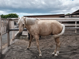 Xanadú - Hípico - Spanien