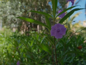 Las Flores - Espagne