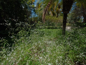 Las Flores - Spanien