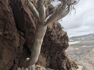 Yacimiento arqueológico Cenobio Valerón - Spagna