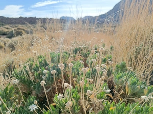 Parque Nacional del Teide - Spagna