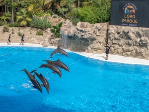 Loro Parque - Spanien