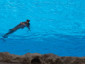 Loro Parque - Spanien