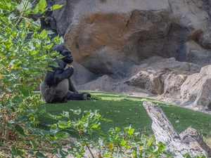 Loro Parque - Spanien