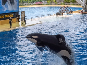 Loro Parque - Spanien