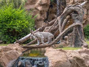 Loro Parque - España