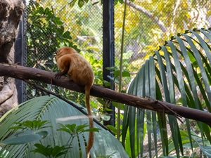 Loro Parque - España