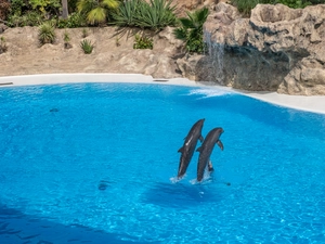 Loro Parque - Spanien